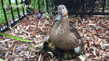 Mother duck can hide a dozen ducklings under her wings