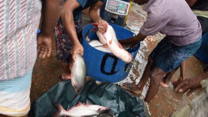 Pangash Fish Selling at Dhaka Fish Market