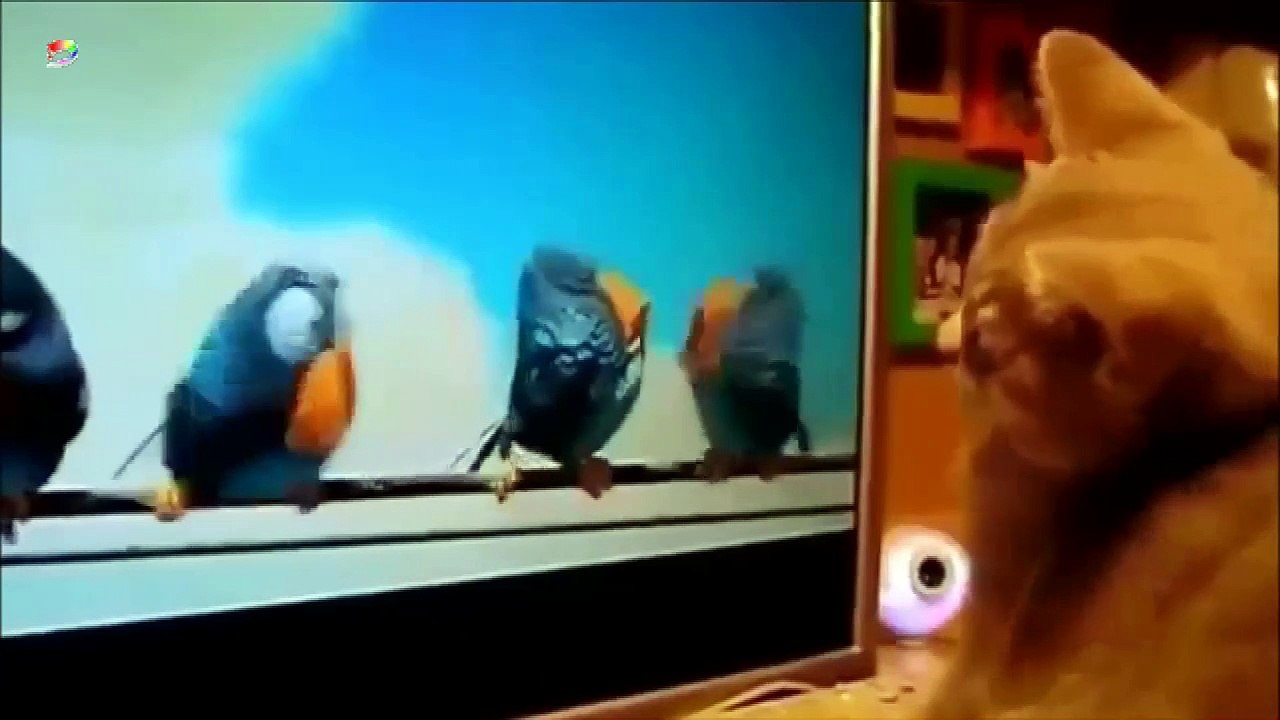 Funny Cats 2016