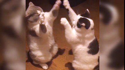 Скачать видео: Des chats jouent en se tapant dans les pattes comme des humains