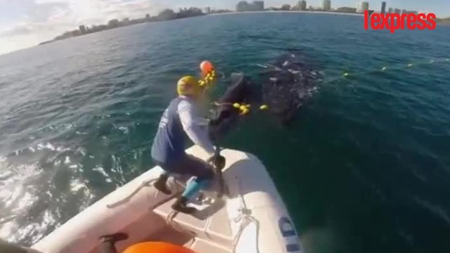 Un bébé baleine est pris au piège dans un filet anti-requins