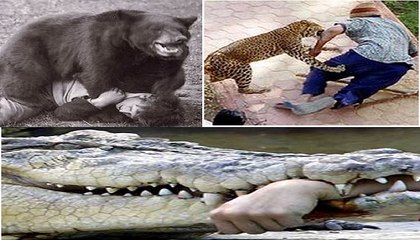Most Shocking Animal Attacks on Humans, Real Video on Camera