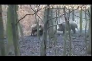 Pitbull vs wild boar. hunting wild boar vs Dog || did you watch hunting wild boar by that