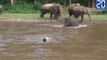 Un éléphant sauve un homme de la noyade - Le rewind du lundi 17 octobre 2016.