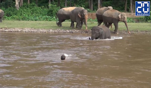Un éléphant sauve un homme de la noyade - Le rewind du lundi 17 octobre 2016.
