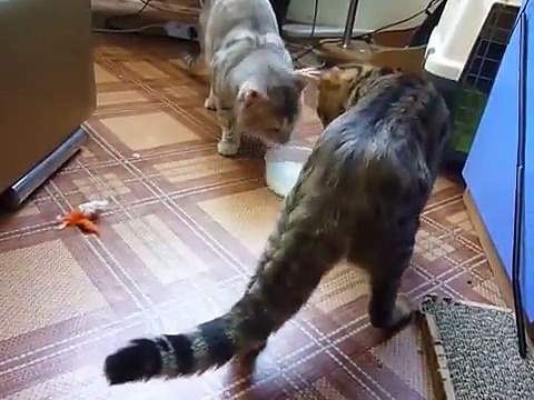 Quand deux chats se disputent pour un bol de lait !!