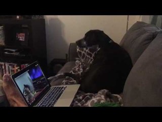 Incredible Dog's Domino Howling