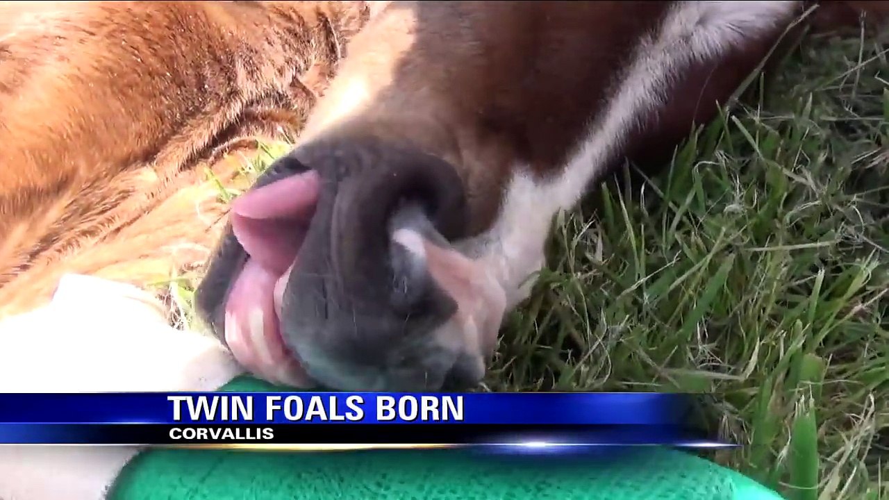 LE VÉTÉRINAIRE S'ATTEND À UNE NAISSANCE BIEN NORMALE, MAIS QUAND IL VOIT ÇA IL EST SANS MOT!