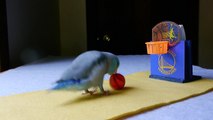 Athletic parrotlet dominates slam dunk competition