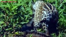 Most Shocking Animal Attacks Real Video on Camera - Amazing Animals Attacks Lion, Tiger, Anaconda