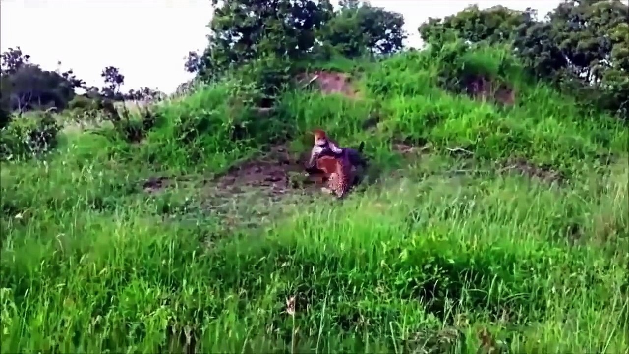 Leopards Attacks Wild Boar compilation - Animal attack