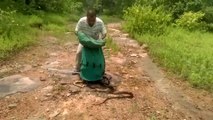 Crazy moment snake catcher releases hundreds of rat snakes, cobras and vipers into Indian forest