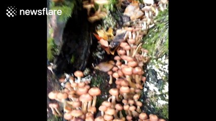 Thousands of mushrooms grow on tree in New Hampshire