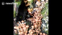 Thousands of mushrooms grow on tree in New Hampshire