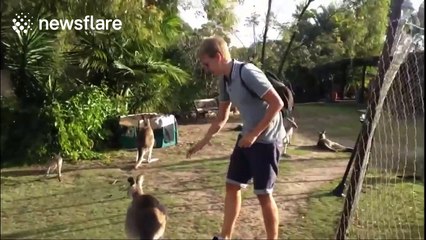 Kangaroo 'attacks' man when he tries to stroke her