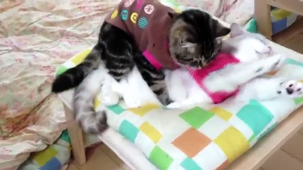 Cat mating, successfully on the road