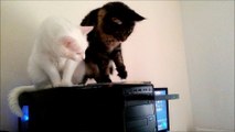 Confused cats bewildered by CD drive