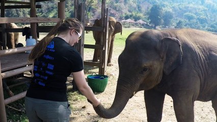 Rescued baby elephant interacts with lucky girl
