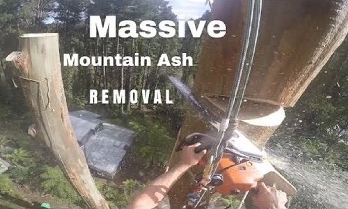 Cet homme filme sa technique pour tronçonner un arbre de 50 mètres de hauteur !