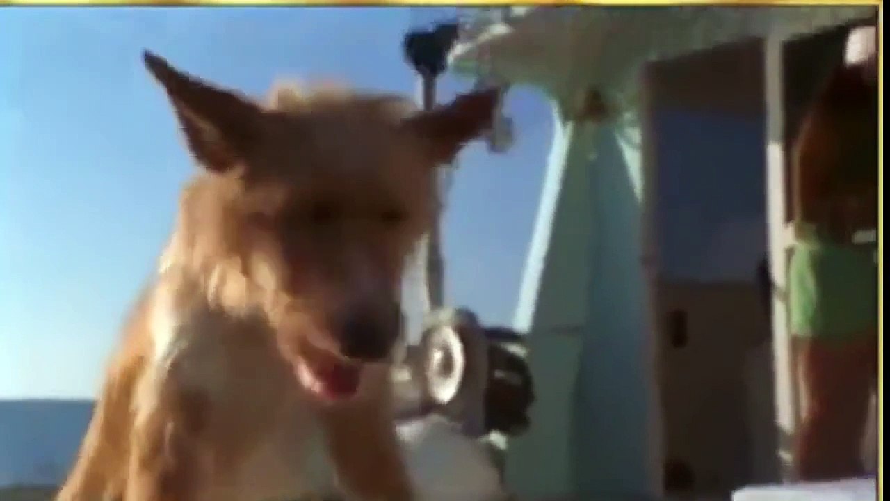 Delfín salva a Perro de ser comido por un Tiburón