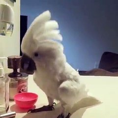 Cockatoo shows off impressive dance moves
