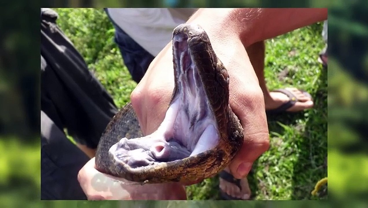 Trecea cu toata FAMILIA prin jungla cand au dat peste cel mai MARE sarpe pe care l-au vazut vreodata !!