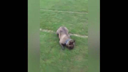 Le chien le plus heureux du monde