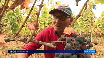 Viticulture : un goût d'Argentine