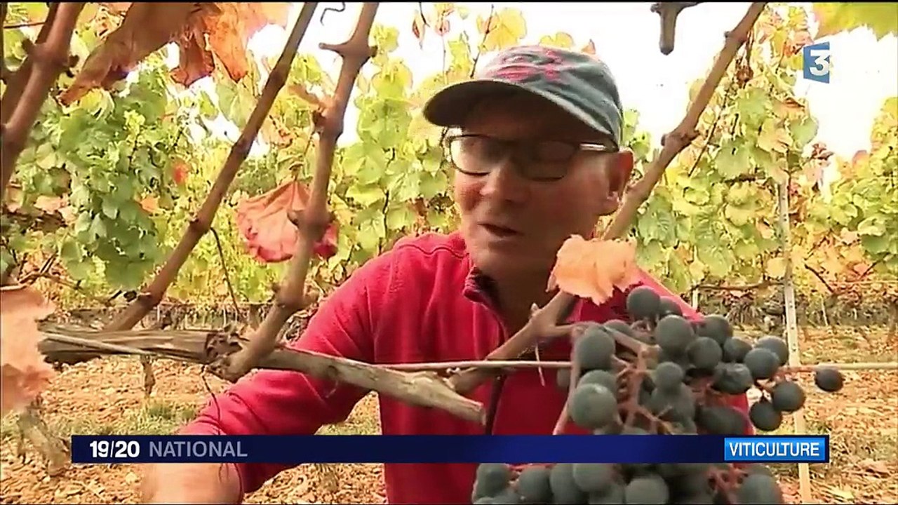 Viticulture : un goût d'Argentine