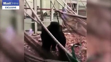 Así fue como un gorila rompió su jaula y escapó