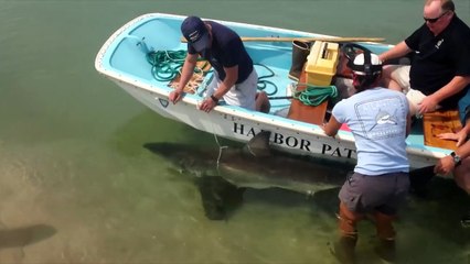 Original Footage! GREAT WHITE SHARK BEACHED IN CAPE COD July 13, 2015