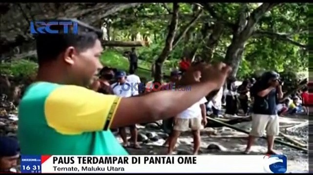 Paus Terdampar Hebohkan Warga Pesisir Pantai di Kota Tidore, Maluku Utara