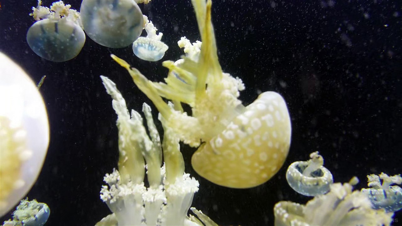 jellyfish-3-mbps-hd-hevc