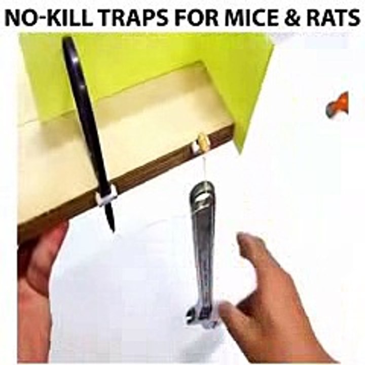 Latest Mouse Traping Techniques  Try it