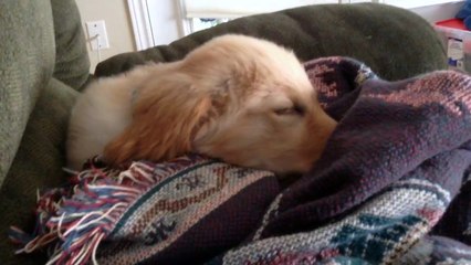 Puppy chirps and runs during nap time