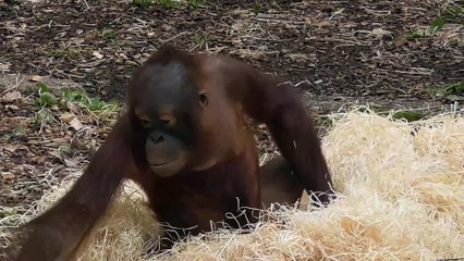 Baby orangutan jumps onto self-made crash mat