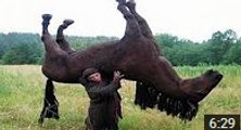 Do Not Mess With these Animals _ Animals Gone Crazy _ Human Fails And Blunders _ Crazy Animal Fails