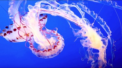 5 Unexplained Mysteries Of The World