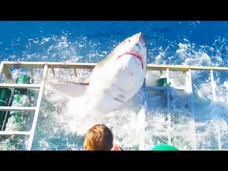 UN PLONGEUR ÉCHAPPE À LA MORT ALORS QU'UN GRAND REQUIN BLANC S'INTRODUIT DANS LA CAGE!