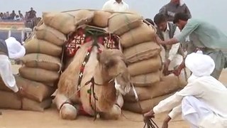 Qasim Qasim - Camel weightlifting in 2014