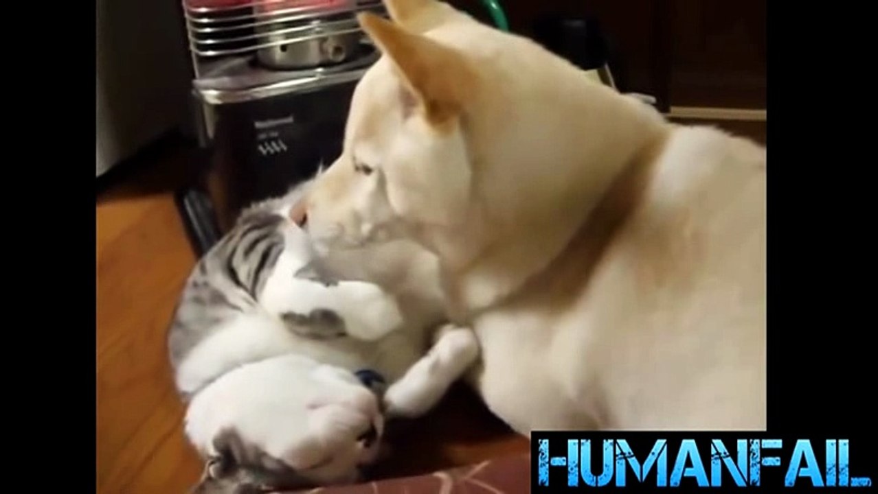 animals-funny videos-4