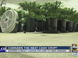 Growers looking for Arizona land to farm cannabis