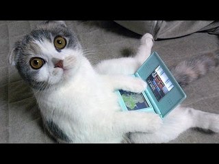 Just Cats Compilation - Funny Videos 2016 - Laughinghive