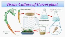 Tissue Culture, Tissue Culture of Carrots, Coconut Milk, Meristem & Ovarian Culture, Micropropgation, Somatic Embryos, Artificial Seeds