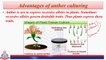 Anther Culturing, Advantages, Suspension Culture, Uses, Summary of Tissue Culture Methods