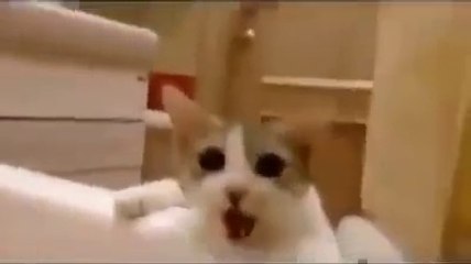 Ce chaton essaye de sauver cette fille du bain lol