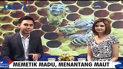 Memetik Madu, Menantang Maut di Sumatera Barat