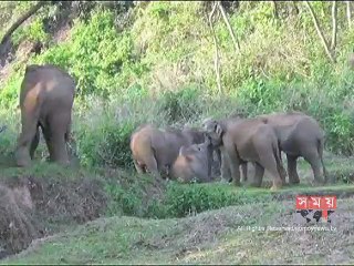 শেরপুরে বন্যহাতির আক্রমণে কৃষকের মৃত্যু