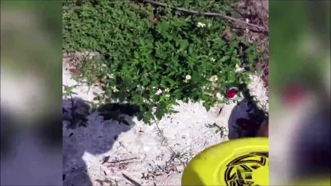 Ce chien est complètement perdu! "Je vais ou je vais ou ??""