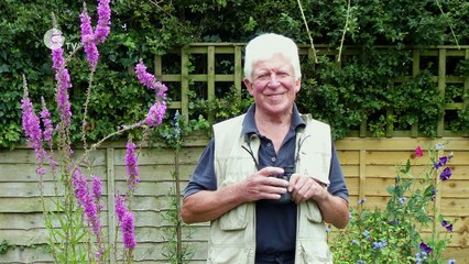 Dragonfly League | National Trust Wildlife